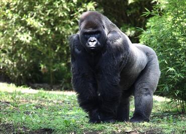 Zoo director suspended after death of gorilla