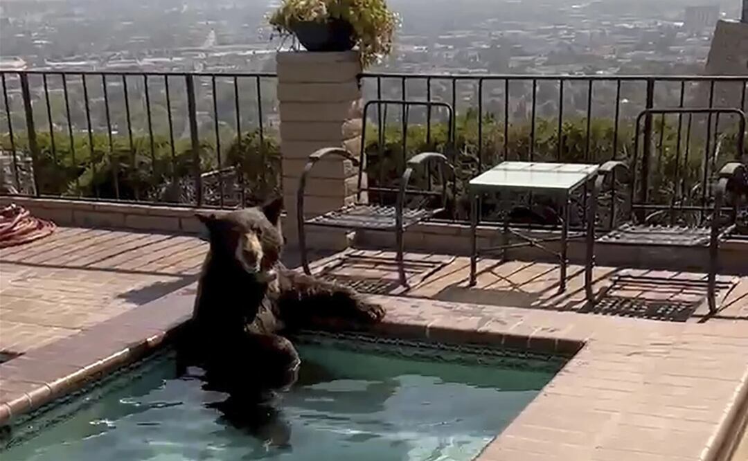 En esta imagen tomada de un video proporcionado por la policía de Burbank, un oso se sienta en un jacuzzi en la ciudad de Burbank, California, el viernes 28 de julio de 2023. Foto: AP