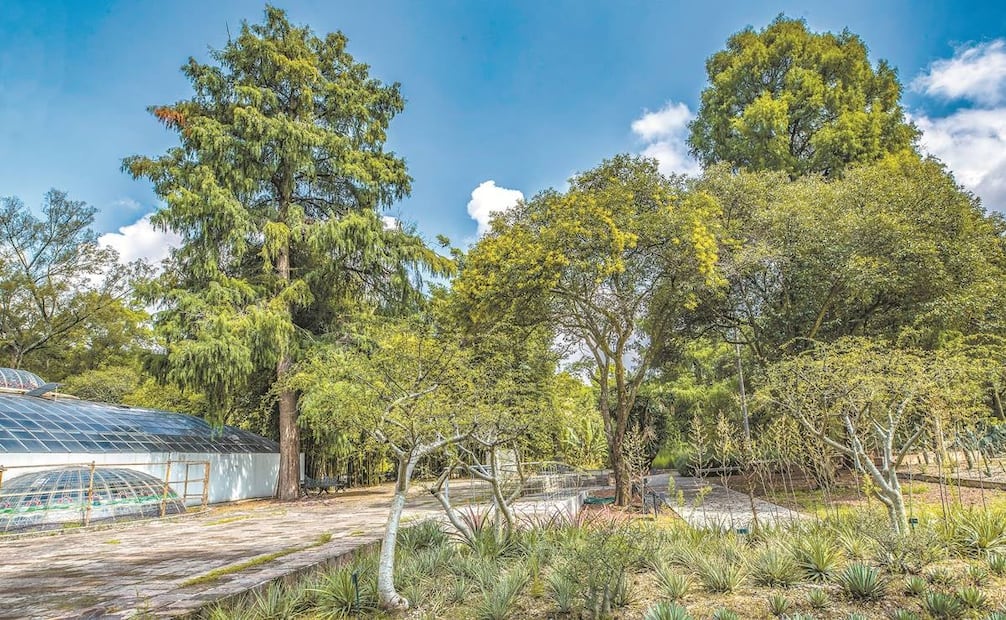El Jardín Botánico de Chapultepec es el espacio perfecto para meditar. Foto: Sergio Tapia / EL UNIVERSAL