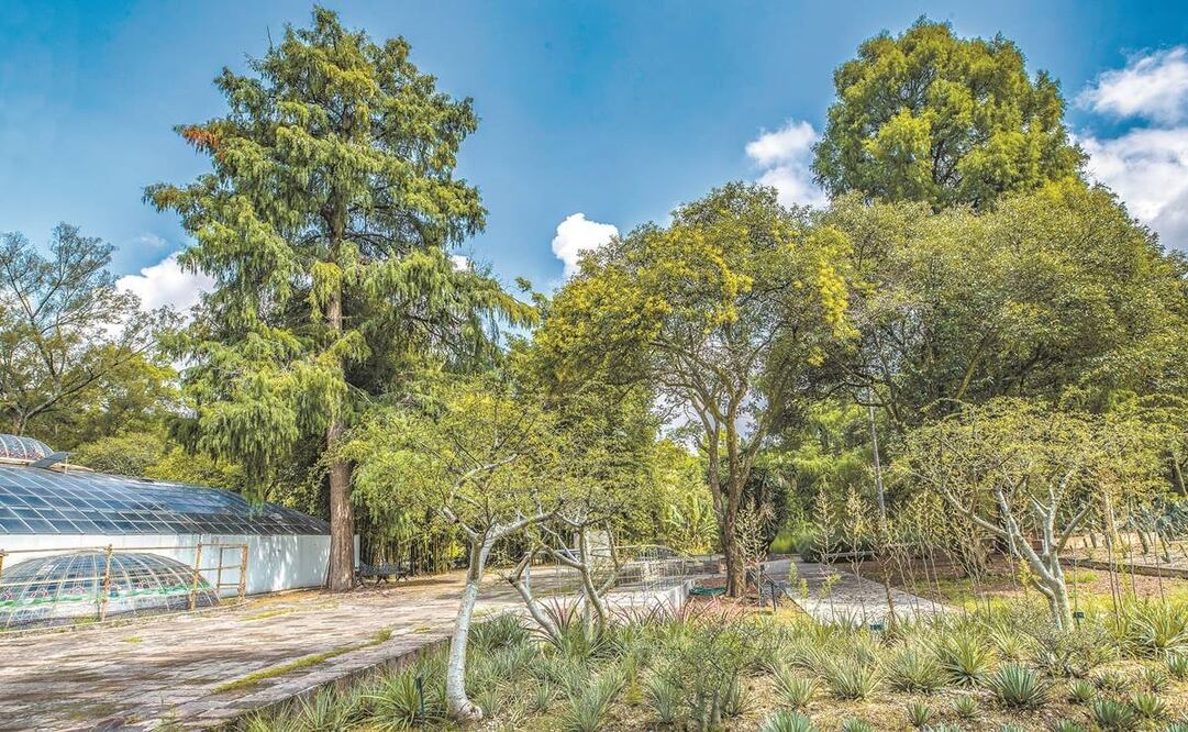 Ahuehuetes, cedros y álamos rodean el orquideario que contiene el jardín y que mide unos 500 metros cuadrados. Fotos: SERGIO TAPIA. EL UNIVERSAL