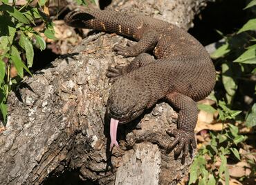 Las especies de rápida evolución se extinguen con la misma velocidad: estudio