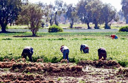 Reparto de apoyos a pequeños productores inicia en marzo