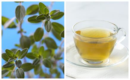 7 beneficios de la mejorana
