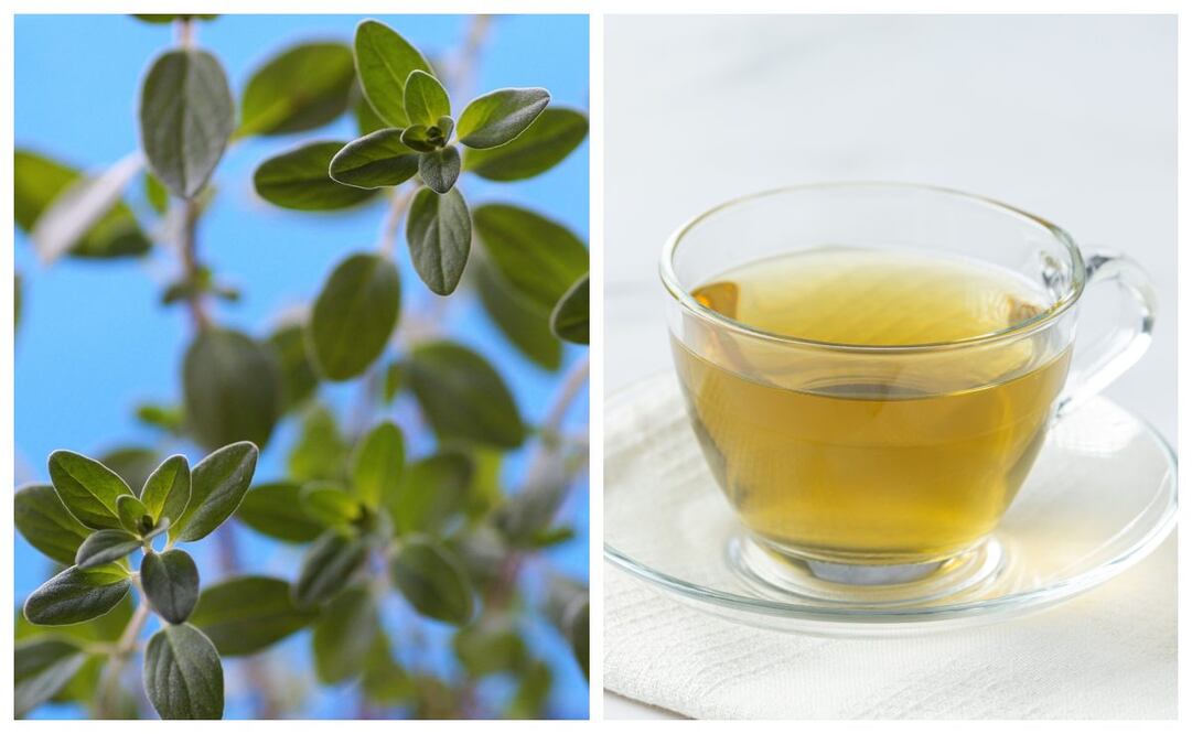 Conoce las propiedades de la mejorana y disfruta de los beneficios que le aporta a tu salud. Imagen: Pixabay