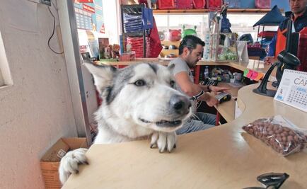 Ganador y Minino pelean ventas de Purina