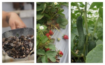 ¿Sabes qué se cultiva en Baja California?