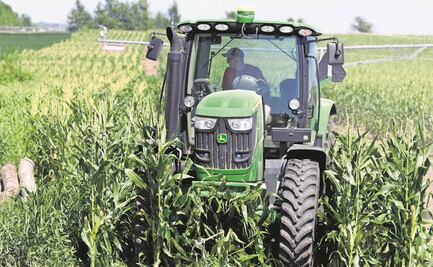 Ven bajo rendimiento en la producción de maíz mexicano