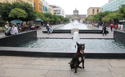 Guadalajara pet-friendly: hoteles y restaurantes para viajar con tu perro