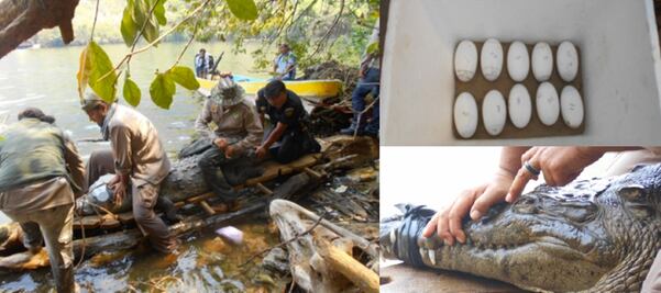 Profepa rescata y libera un cocodrilo en Chiapas