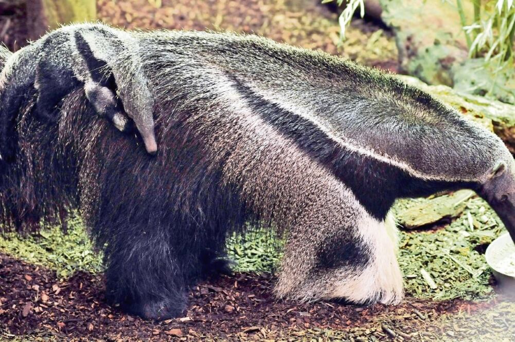 Paseo por la ciudad. b La Profepa rescató un ejemplar de oso hormiguero que deambulaba por la zona urbana de Tabasco. (ARCHIVO. EL UNIVERSAL)