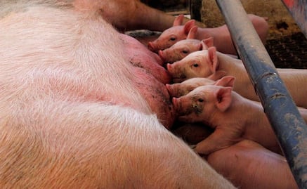 Peste porcina en China amenaza con extenderse a países vecinos: FAO