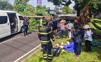 Árbol de 12 metros cae sobre transporte público en Benito Juárez; dos personas resultan heridas