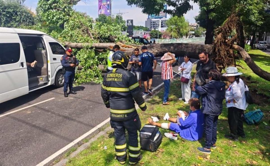 Árbol de 12 metros cae sobre transporte público.
(13/09/26)
Foto: Bomberos