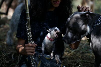 ¿Sabes cómo cuidar a un perro chihuahua?