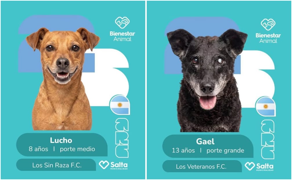 En Argentina y Colombia, fundaciones y centros de adopción realizaron creativas campañas de adopción de perritos, inspiradas en el álbum del Mundial 2026. Foto: Instagram @centrodeadopcionessalta