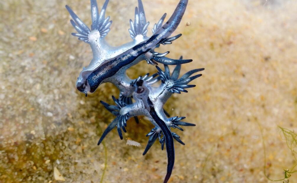 En casos más extremos, la picadura de este molusco puede provocar mareos, vómitos, malestar general y dolores de cabeza. Foto: Canva