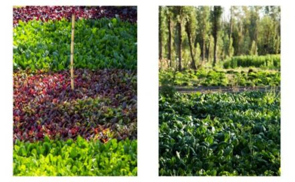 De las chinampas en Xochimilco a tu cocina