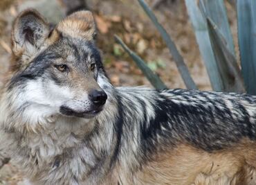 Sedema celebra recuperación del lobo mexicano en centros de conservación de CDMX