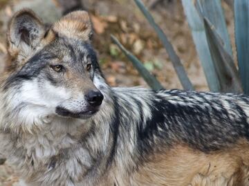 Sedema celebra recuperación del lobo mexicano en centros de conservación de CDMX
