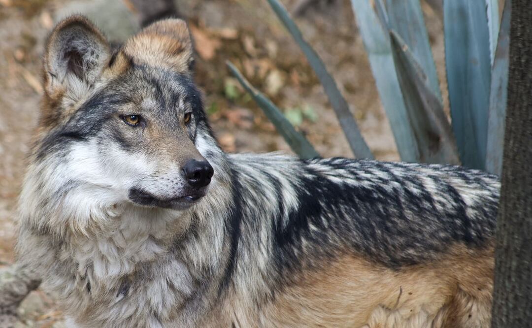 Sedema celebra recuperación del lobo mexicano en centros de conservación de CDMX. Foto: Especial