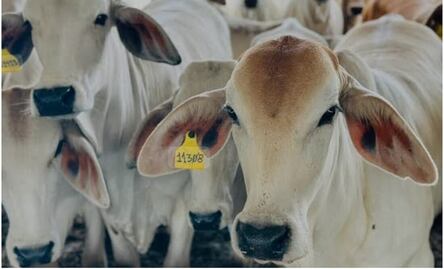 Secretaría de Agricultura de EU anuncia acuerdo con México sobre gusano barrenador; amenazó con detener importaciones de ganado