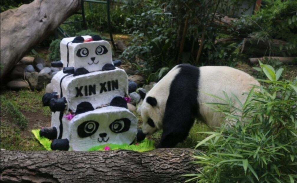 10 datos sobre el Zoológico de Chapultepec, a sus 98 años