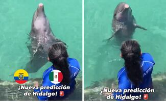 Un nuevo "oráculo" marino en el Mundial; el delfín 'Hidalgo' predice el destino de México frente a Ecuador