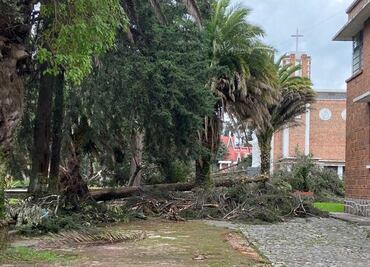 Tromba derriba 212 árboles en el Seminario Diocesano de Toluca