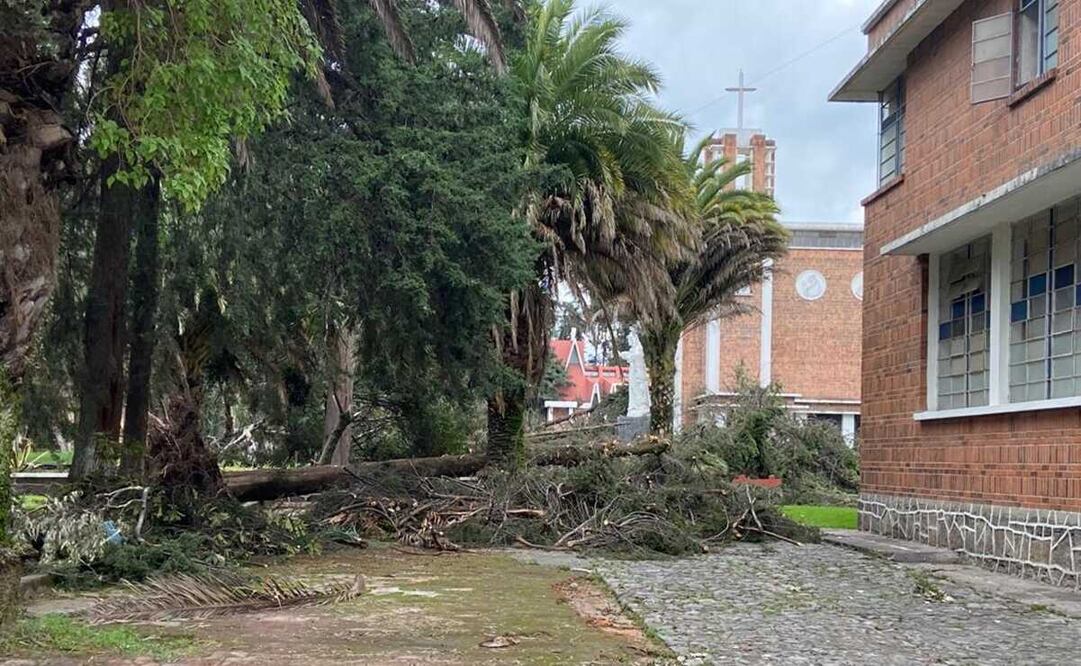 El Gobierno del Estado de México realizó una valoración de los árboles afectados y los que se encuentran en riesgo de caer. Foto: Especiales