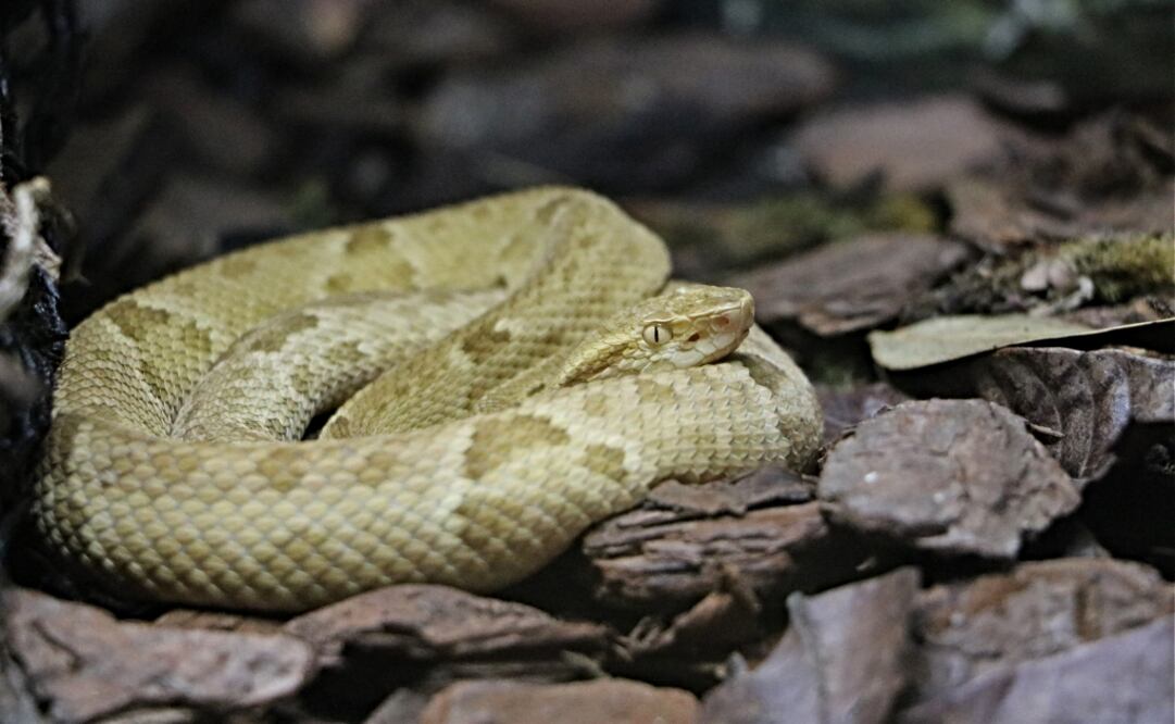 La especie Bothrops Insularis, que sólo puede encontrarse en la Isla de la Quemada Grande, Brasil. (Foto: Wikipedia Commons/ Nayeryouakim)