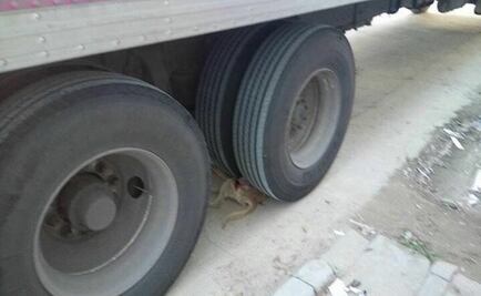 Camión de Correos arrolla a perro en Oaxaca, denuncian