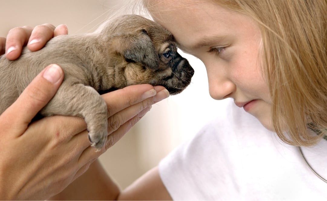 Foto: AP Photo/Independent-Mail, Ken Ruinard, archivo