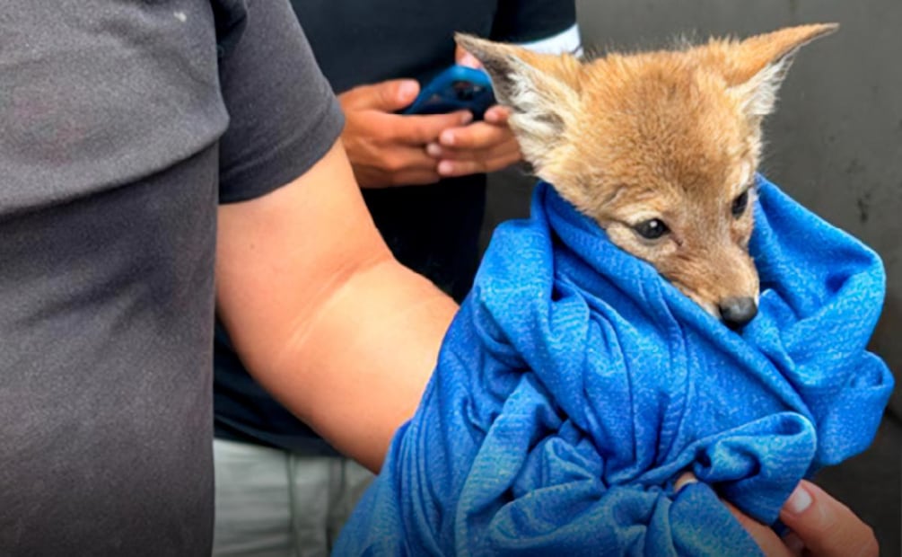 Profepa atiende a cría de coyote hallado en domicilio de Tlaxcala (14/07/2026). Foto: Especial