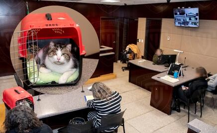 Por primera vez en Chihuahua, condenan a agresor por actos de maltrato y crueldad animal; quemó y lesionó a un gato