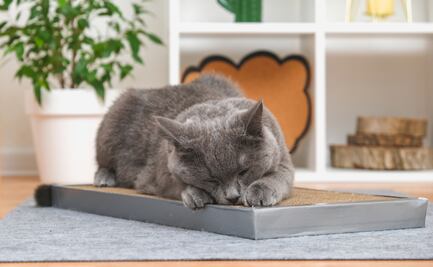 ¿Por qué los gatos arañan muebles?; así puedes evitar que se dañen