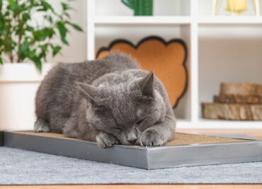 ¿Por qué los gatos arañan muebles?; así puedes evitar que se dañen