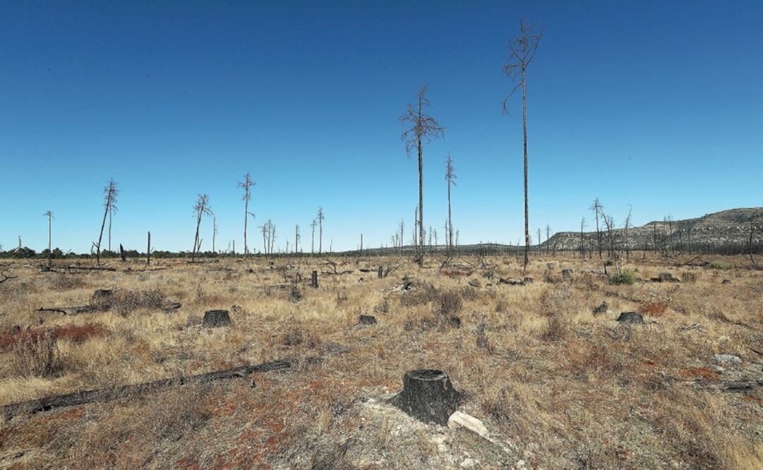 A un costado de la carretera Bocoyna-Creel existe una reserva forestal federal en la que a lo largo de un año los talamontes destruyeron cerca de 60 hectáreas (ARIEL OJEDA. EL UNIVERSAL)