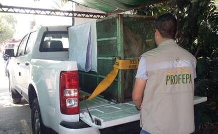 Llevan a centro de conservación a lobo que jugaba con perros en Aragón