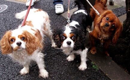 Los perros también duermen mal por causa del estrés