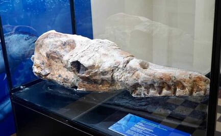 Descubren el fósil de una ballena primitiva de hace 36 millones de años