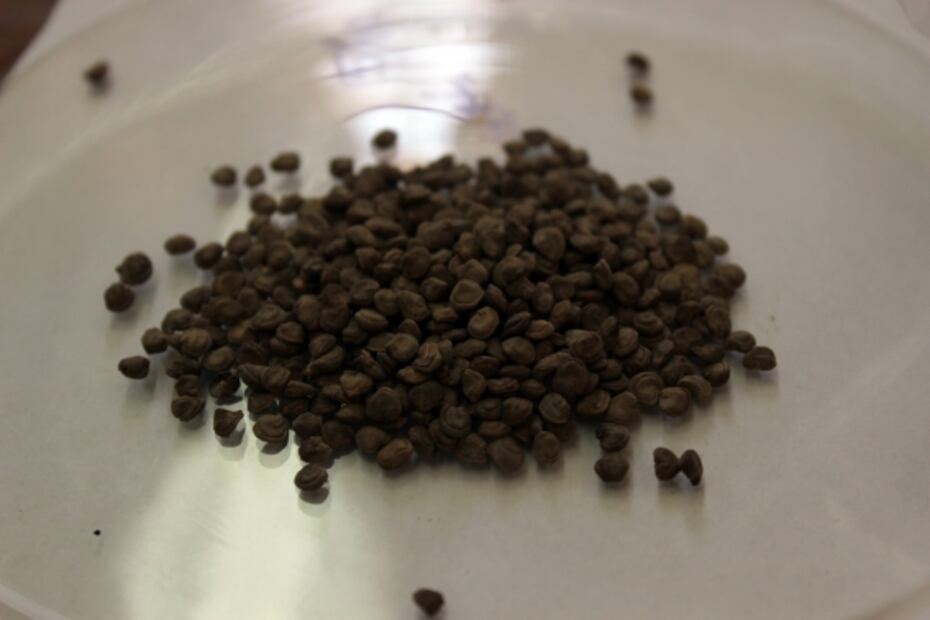 La gastronomía representada en el Escudo Nacional