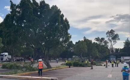VIDEO: Talan más de 50 árboles en la Cámara de Diputados por construcción de un nuevo edificio