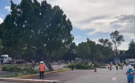 VIDEO: Talan más de 50 árboles en la Cámara de Diputados por construcción de un nuevo edificio
