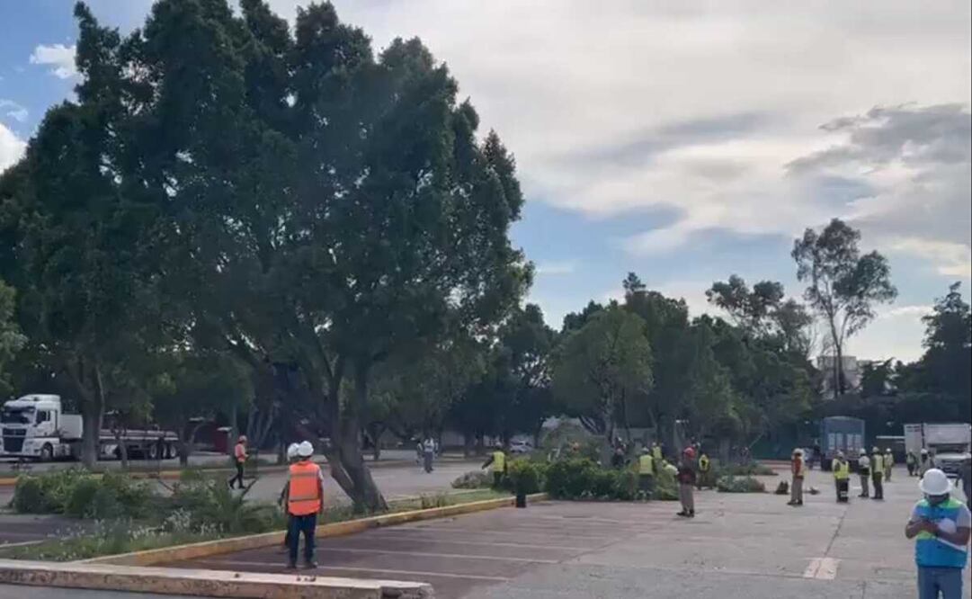 El hecho quedó documentado en fotografías y videos en los que se observa a trabajadores cortando, sierra en mano, dichas arboledas. Foto: captura de pantalla