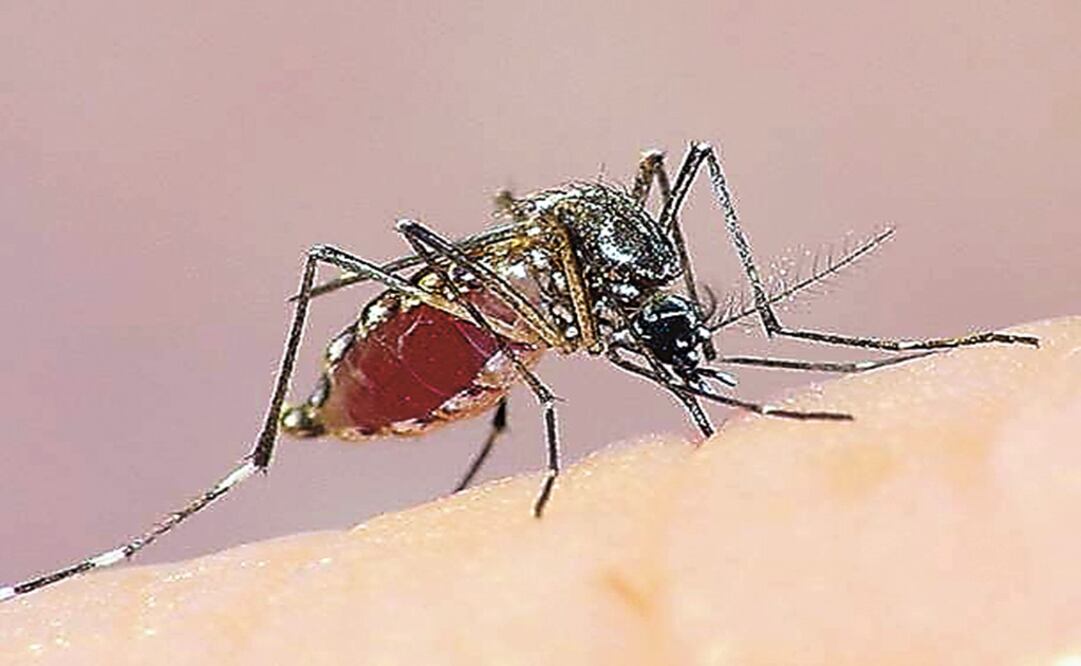 Foto: Archivo/ EL UNIVERSAL                   