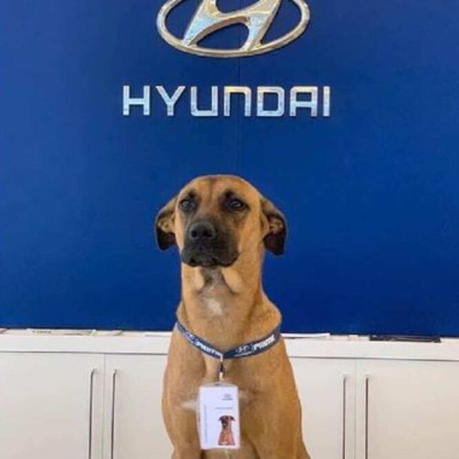 Agencia de autos adopta perrito callejero y “le da empleo” 