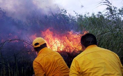 Liquidan totalmente incendio forestal en QRoo