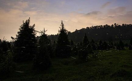 Llega el Festival de las Luciérnagas a Amecameca: fechas, horarios y precios del evento 