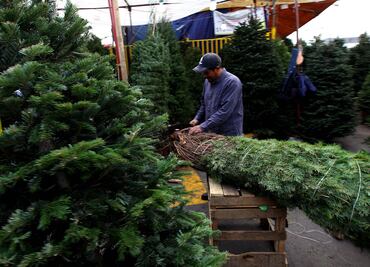 GDF invita a campaña de reciclaje de árboles de Navidad