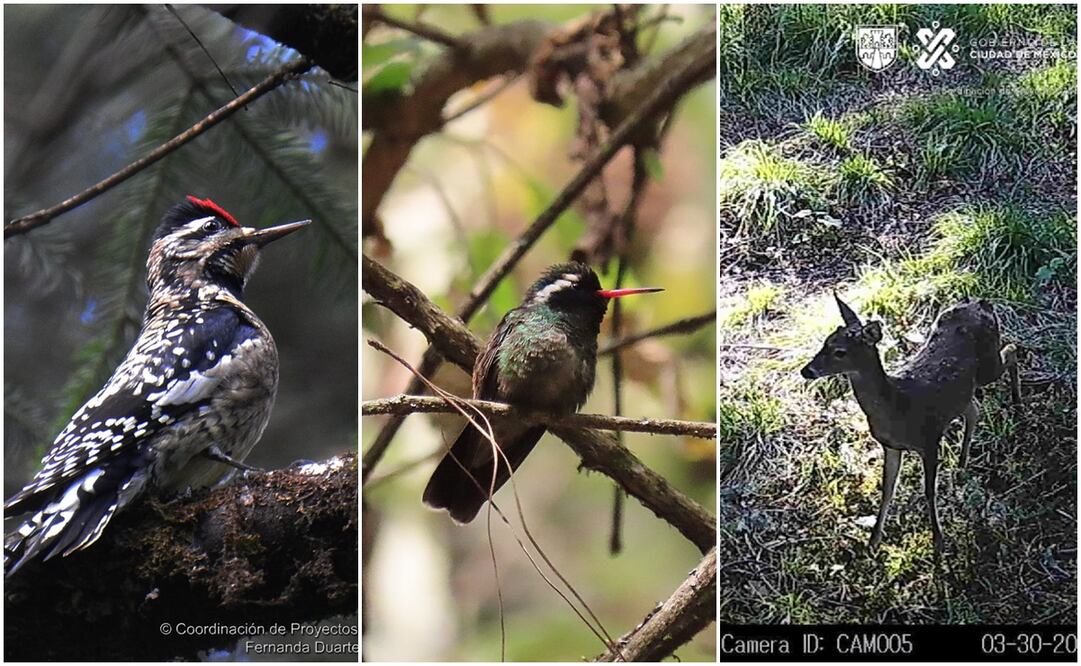 Desierto de los Leones. Foto: Especial